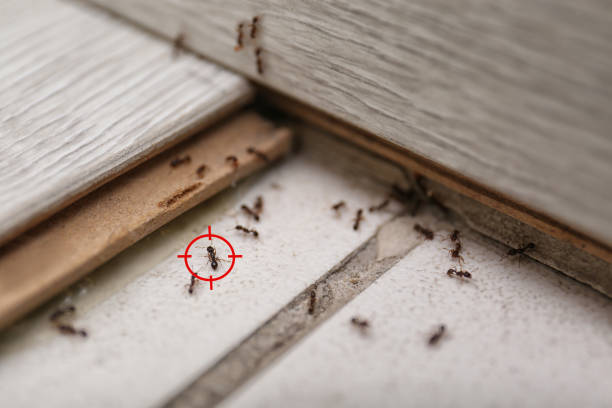 Best Spider Control Near Me  in Scottdale, GA